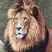 High Pile Oversized 60x80 Luxury Throw, One Size, Lion - Lion